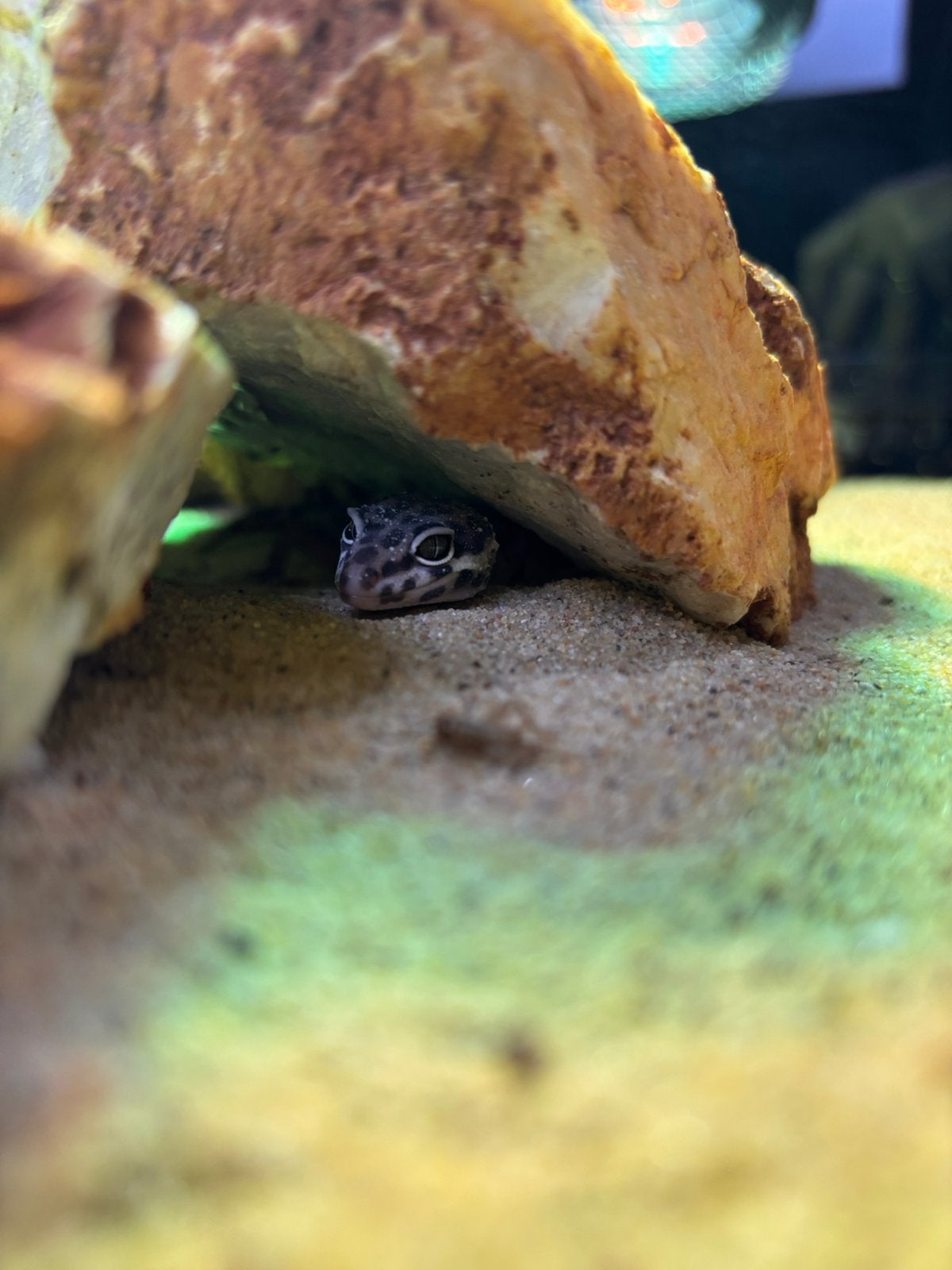Luipaard gekko Leopard Gecko photo 2