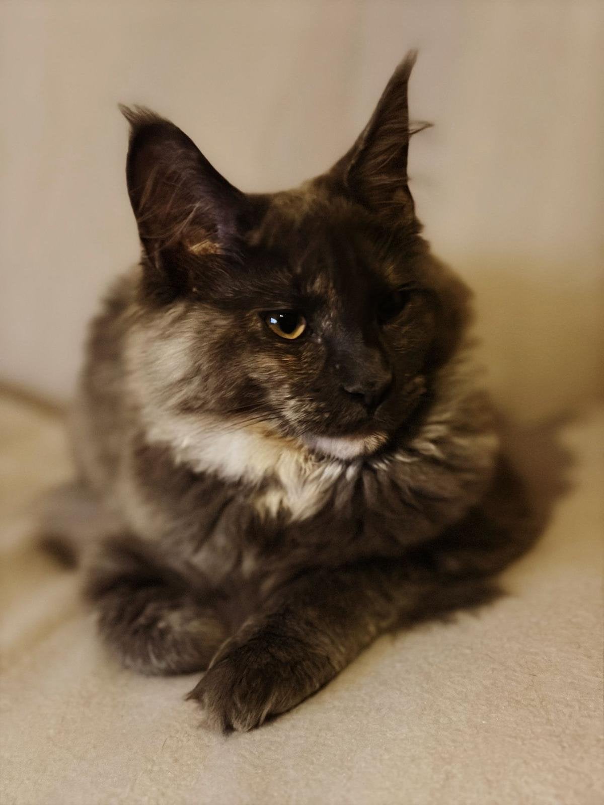 Super mooie en lieve maine coon vrouwtje met stamboom., Dieren en Toebehoren, Katten en Kittens | Raskatten | Langhaar, Poes, Met stamboom