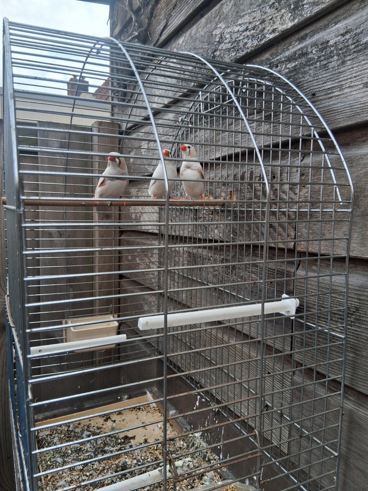 zebravinken mannen  7.50 euro per. stuk, Dieren en Toebehoren, Ophalen, Nieuw, Metaal, Volière