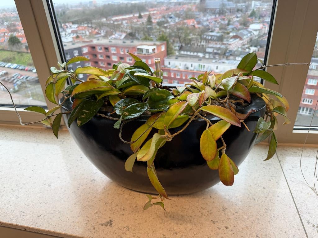 Natuurlijke plant met pot, 1 stuk, Ophalen of Verzenden, In pot, Halfschaduw, Minder dan 100 cm