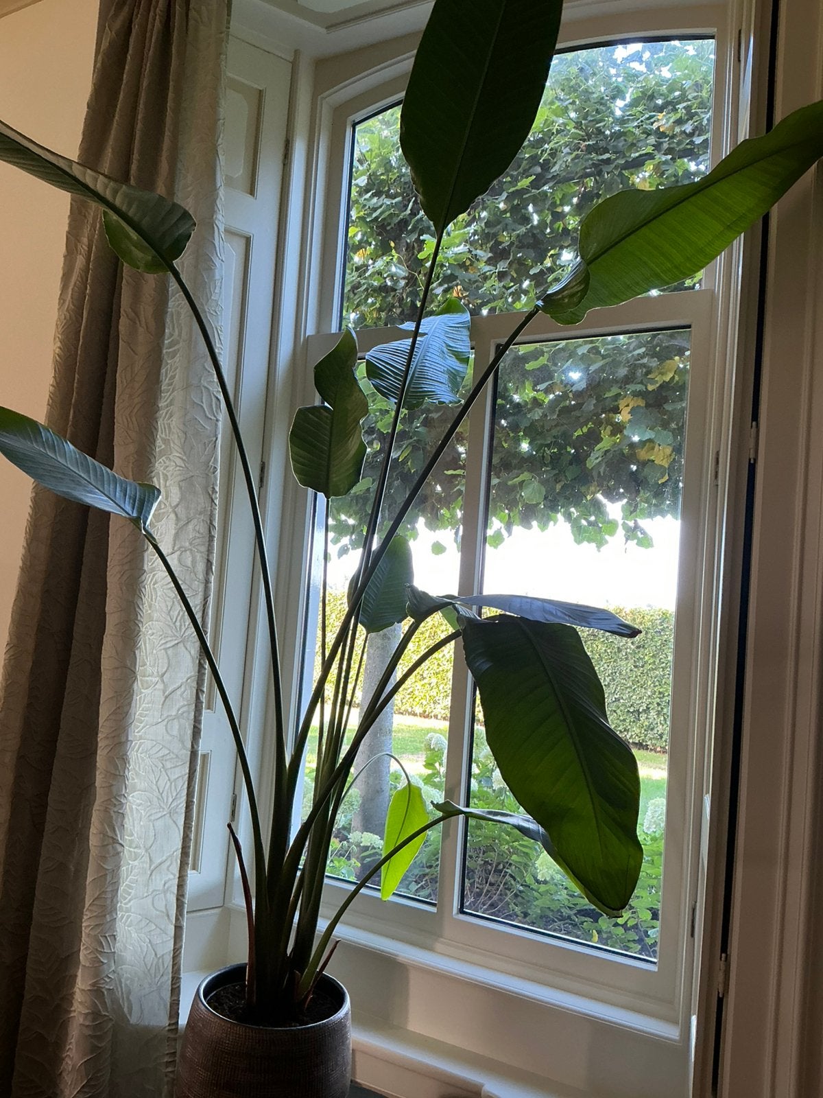 Prachtige, grote Strelitzia, kamerplant, 2stuks, Ophalen, 200 cm of meer, Overige soorten, Halfschaduw