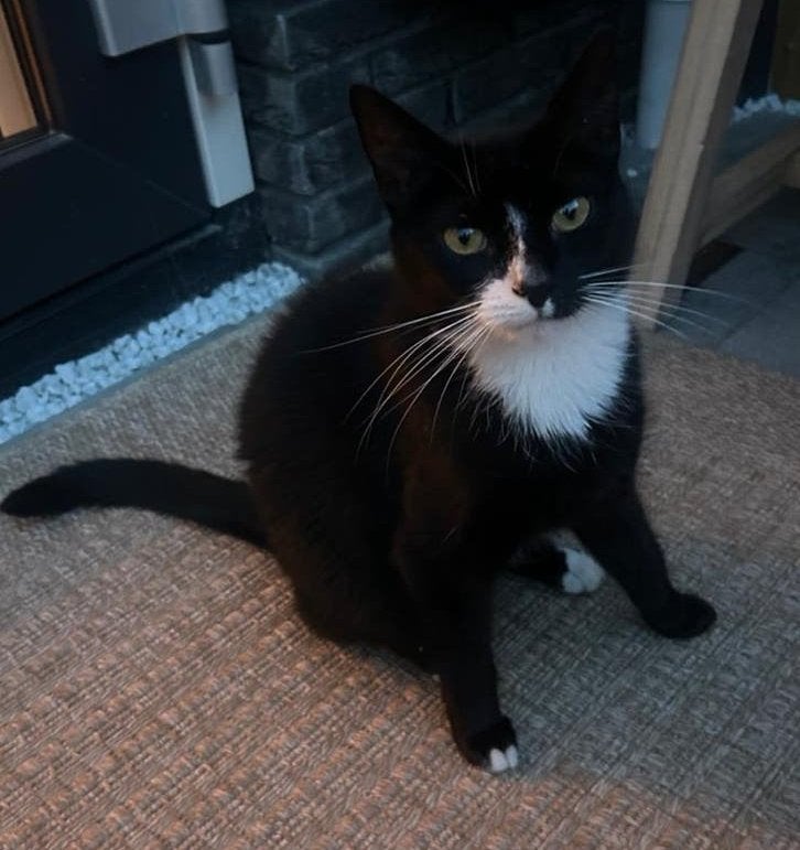 Nieuw thuis gezocht voor onze poes Cato, Poes