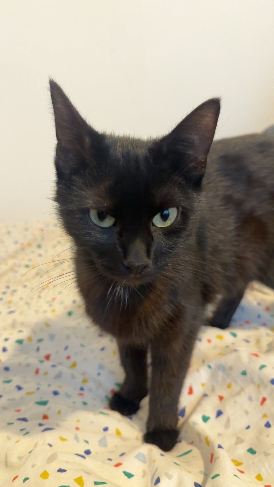 Lieve katten, Dieren en Toebehoren, Katten en Kittens | Overige Katten, Poes