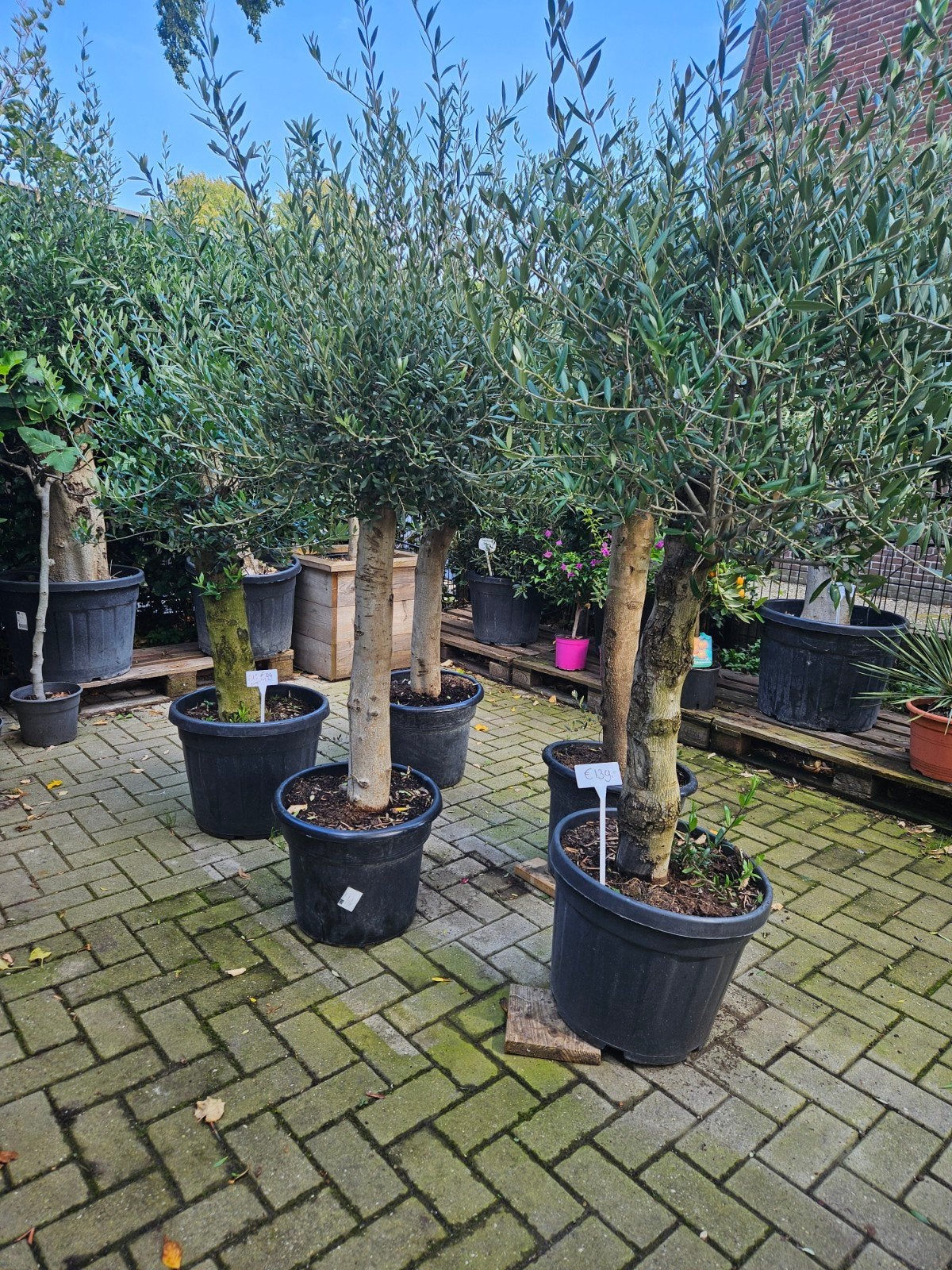 Olijfbomen dikke stam 170 hoog volle kruin, Tuin en Terras, Volle zon, Ophalen of Verzenden, 100 tot 250 cm, Olijfboom
