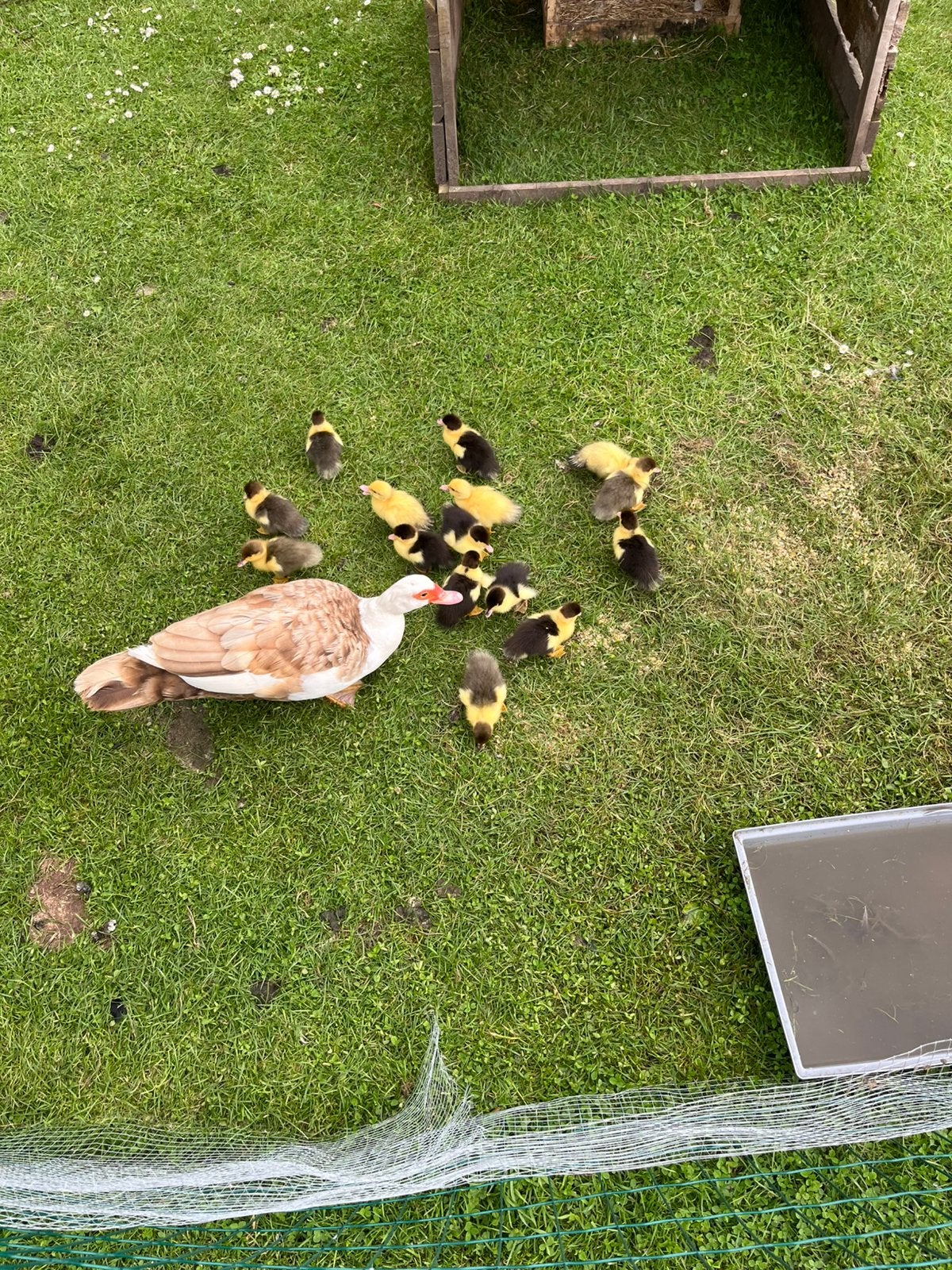 Muskuseenden eendenkuikens kuikens, Dieren en Toebehoren, Pluimvee, Geslacht onbekend, Eend