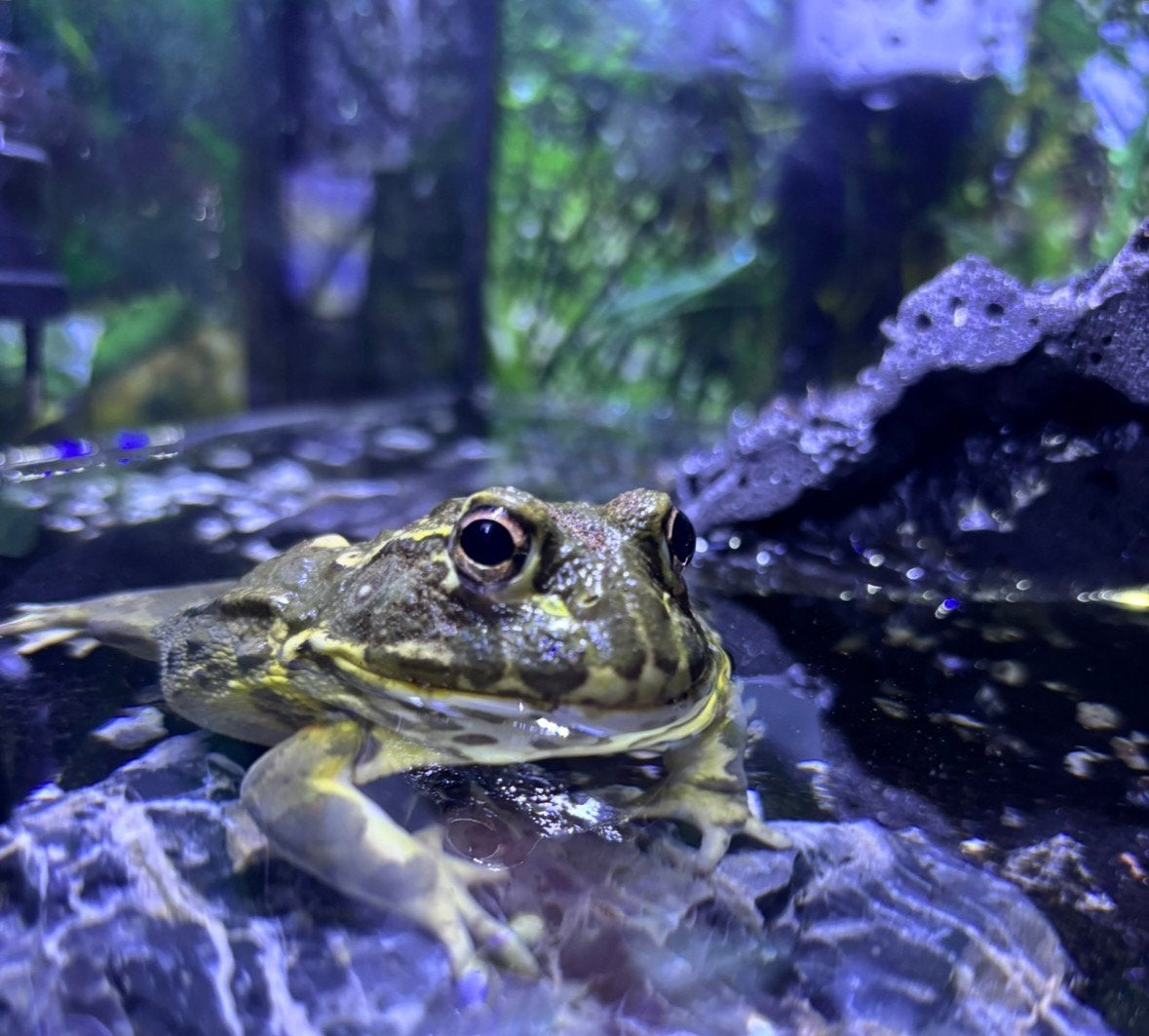Afrikaanse dwergstierkikker, Dieren en Toebehoren, Reptielen en Amfibieën, Amfibie, Tam, 3 tot 6 jaar