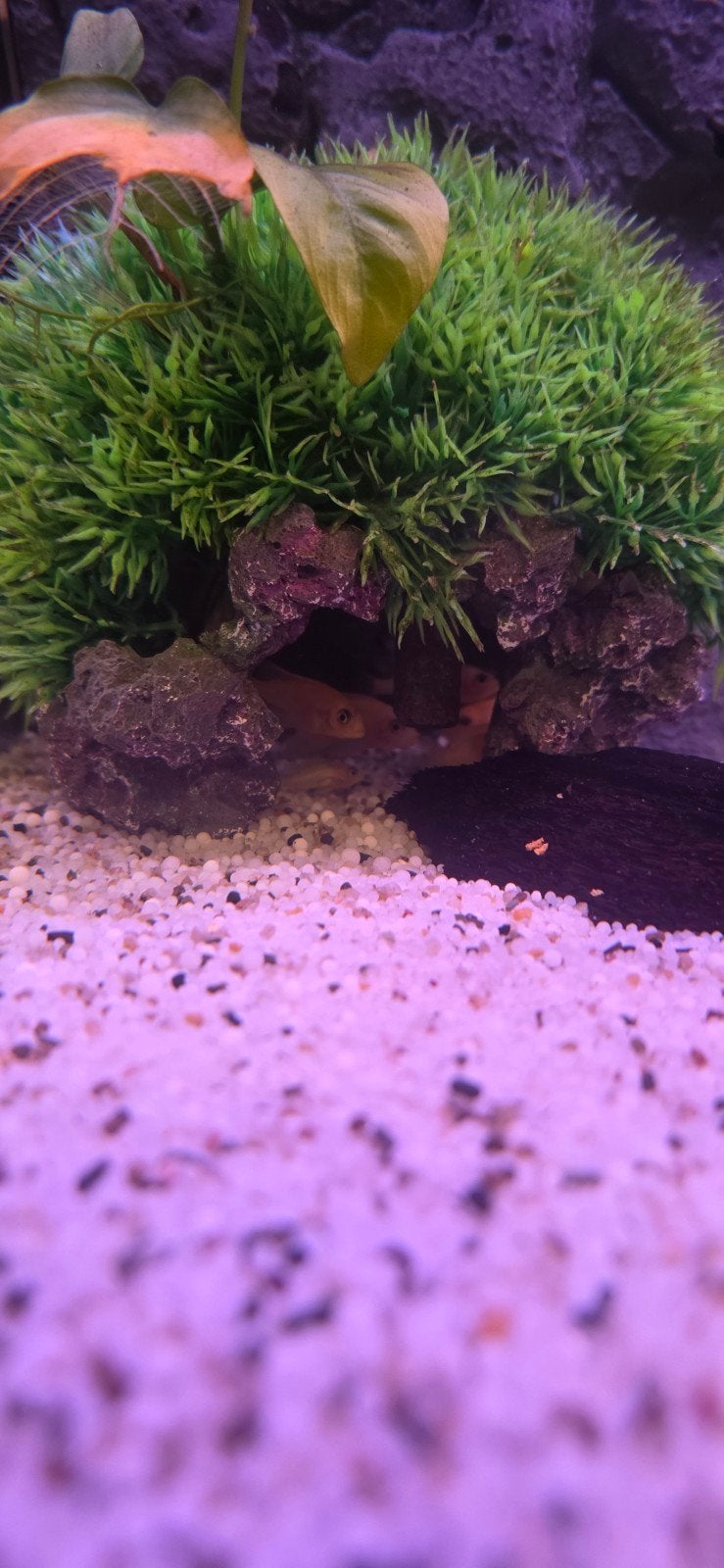 Malawi 5 cm, Dieren en Toebehoren, Vissen | Aquariumvissen, Vis
