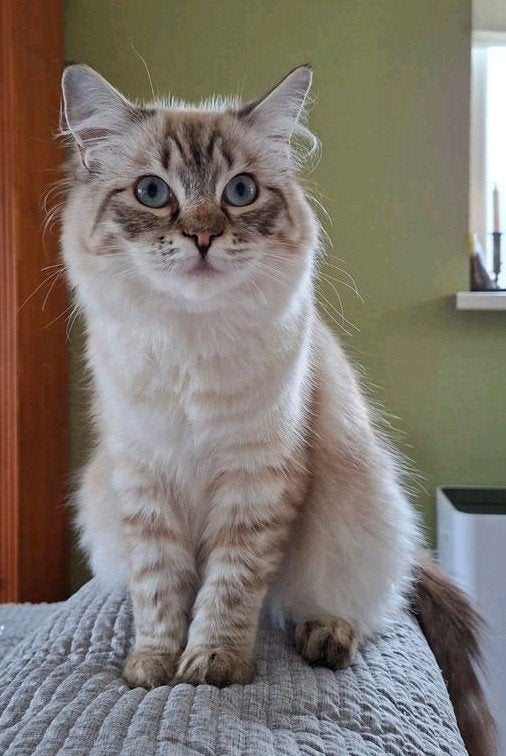 Lieve ragdoll kitten 8 mnd, Dieren en Toebehoren, Katten en Kittens | Raskatten | Langhaar, Poes, 0 tot 2 jaar, Met stamboom, Gechipt