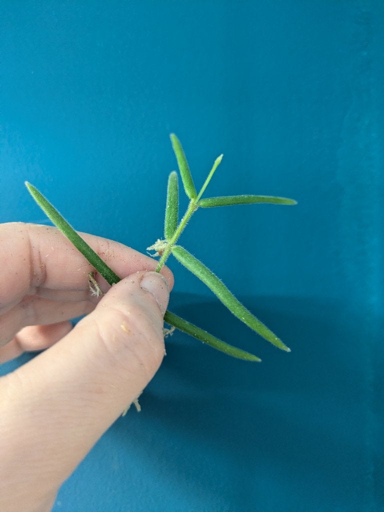 Hoya Linearis stek, Ophalen of Verzenden, Halfschaduw, Minder dan 100 cm