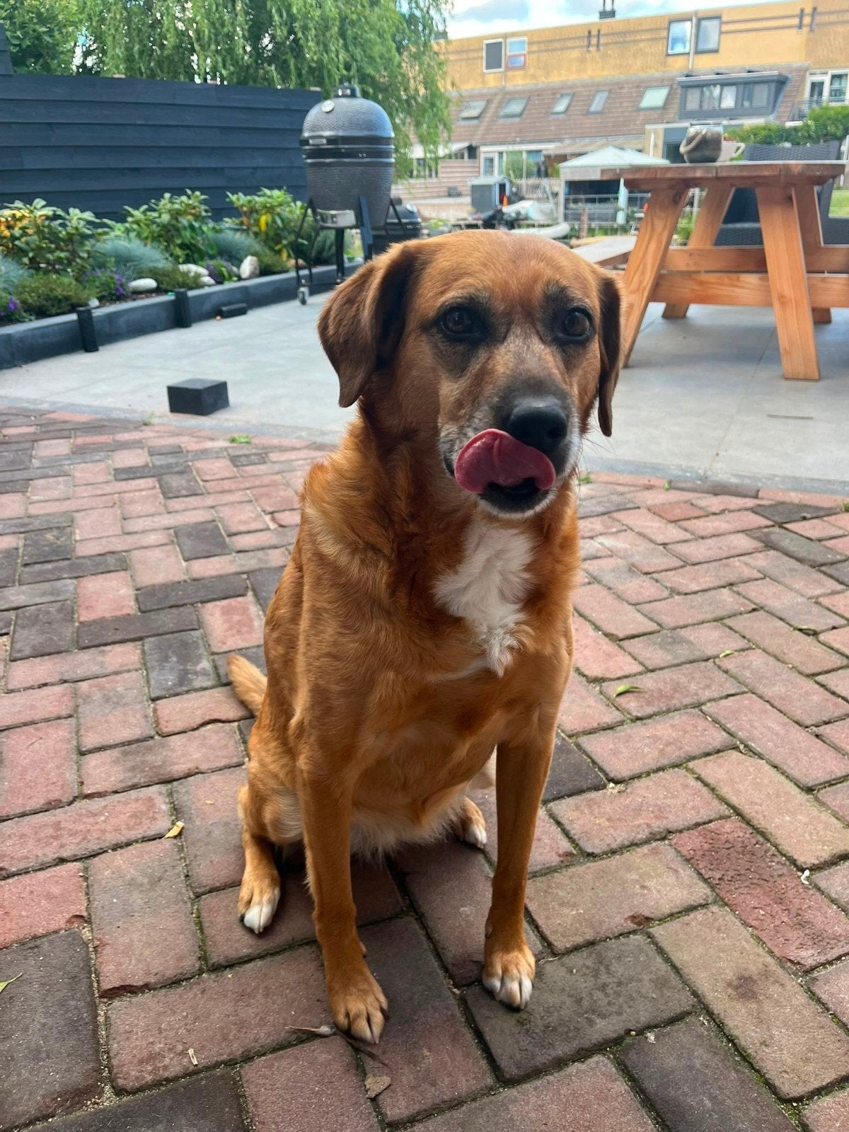 Lieve Ruby zoekt een gouden mandje., Dieren en Toebehoren, Honden | Niet-rashonden, 6 jaar of ouder, Teef, Eén hond, Nederland