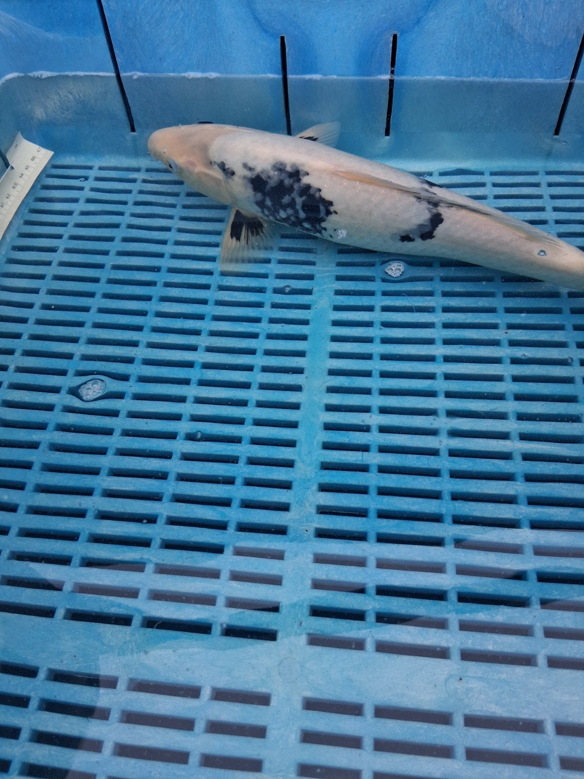 koi karper, Dieren en Toebehoren, Karper of Koi