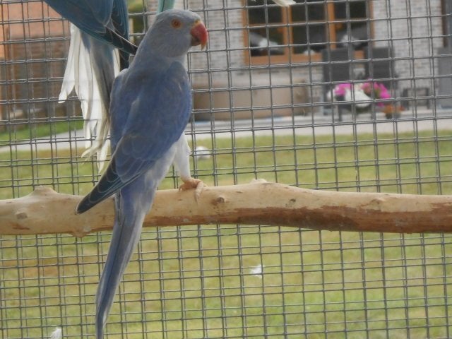 halsbanden bleekstaart, Dieren en Toebehoren, Meerdere dieren, Parkiet, Geringd