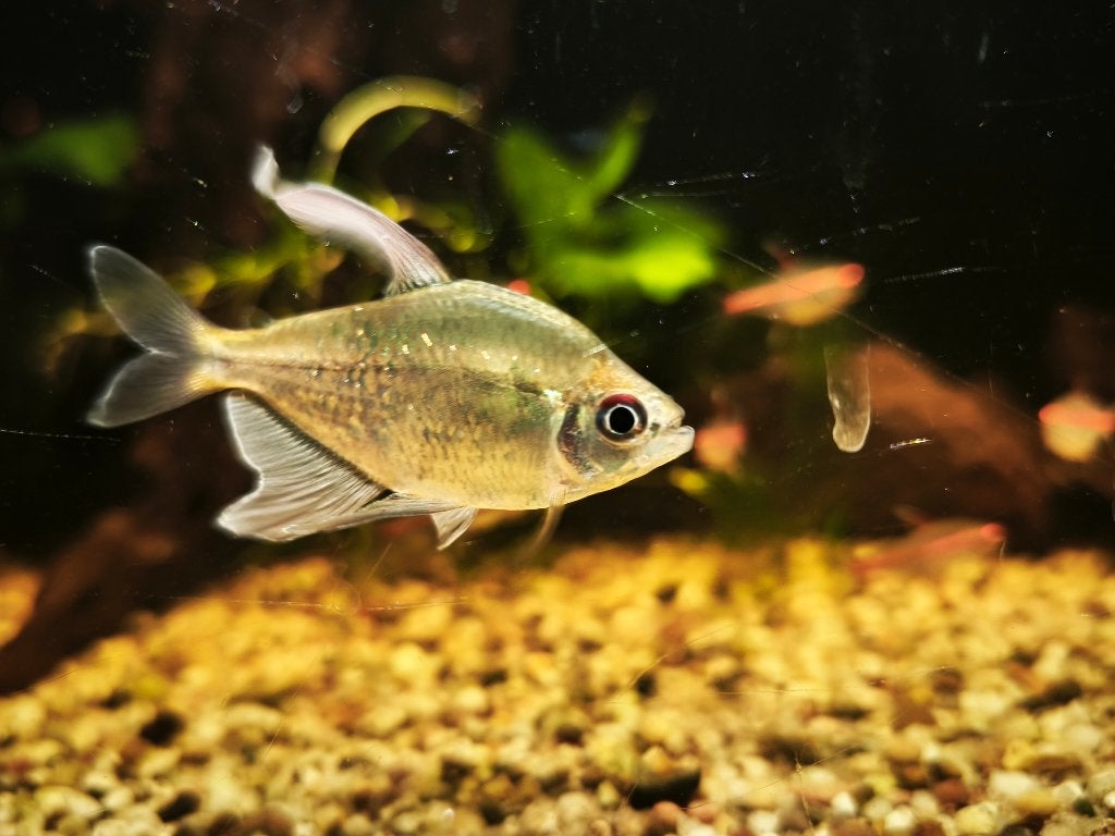 diverse tropische vissen, Dieren en Toebehoren, Vissen | Aquariumvissen, Vis, Zoetwatervis