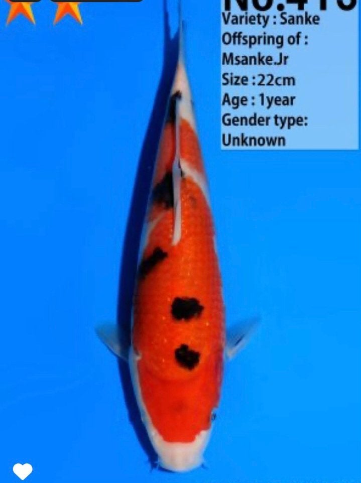 Sanke japanse kwaliteit koi van dainichi, Karper of Koi