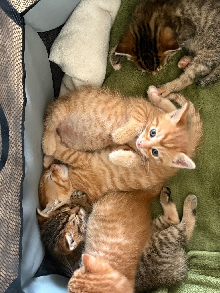 Kittens Europese korthaar, Dieren en Toebehoren, Kater, Ontwormd, 0 tot 2 jaar