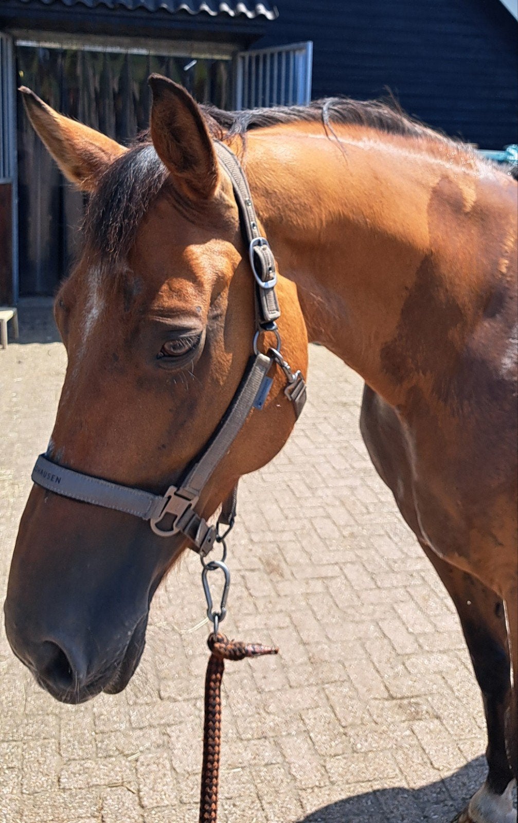 Te koop fantastische fokmerrie Alexandro P x Uppervil, Dieren en Toebehoren, Paarden, Merrie, 165 tot 170 cm, Met stamboom, 11 jaar of ouder