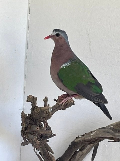 Groenvleugel duif, Dieren en Toebehoren, Mannelijk, Overige soorten