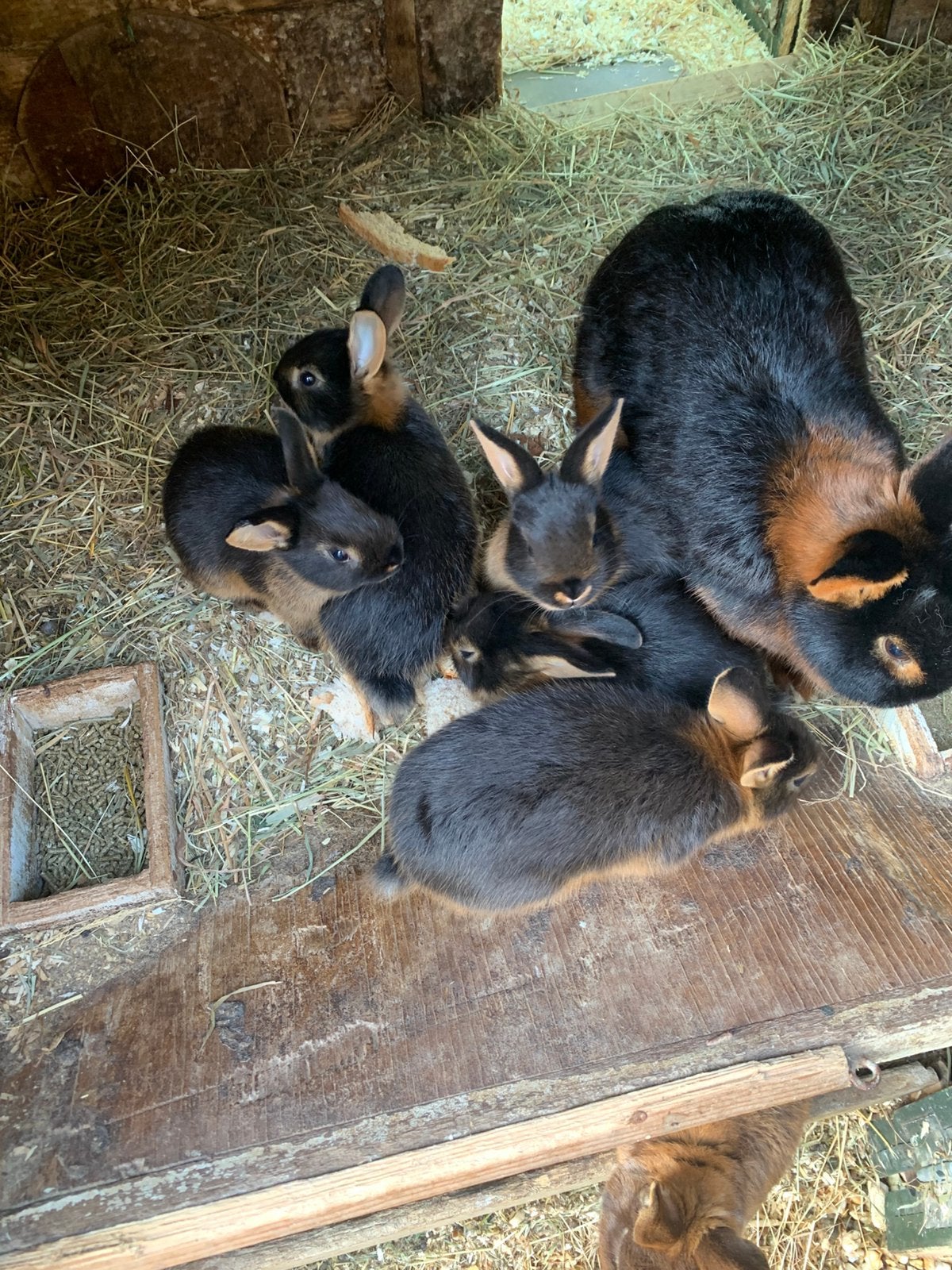 Black en tan konijnen, Dieren en Toebehoren, Konijnen