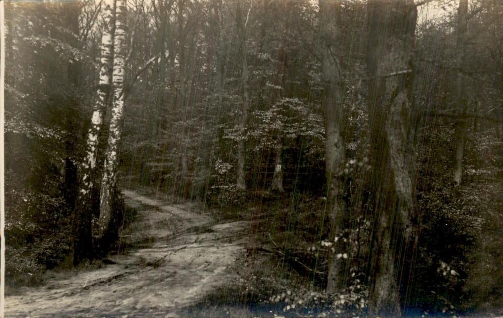 Bospad - Berken, Ophalen of Verzenden, 1920 tot 1940, Ongelopen, Noord-Brabant