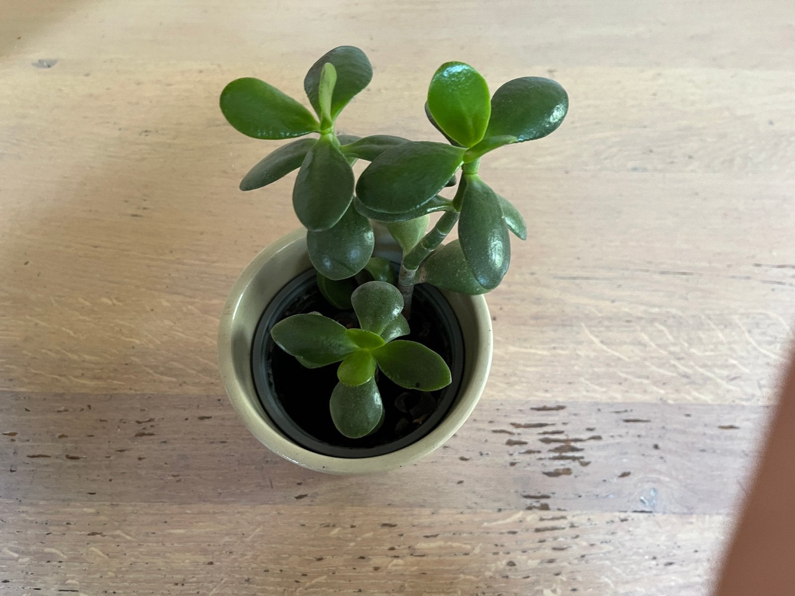Crassula ovata, ook bekend als jadeplant of geldboom met pot, Ophalen, Vetplant, Halfschaduw, In pot