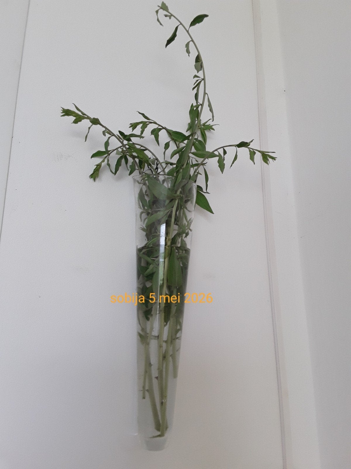 Glazen wand/muur vaas XXL, Ophalen, Transparant, Geschikt voor droogbloemen, 50 cm