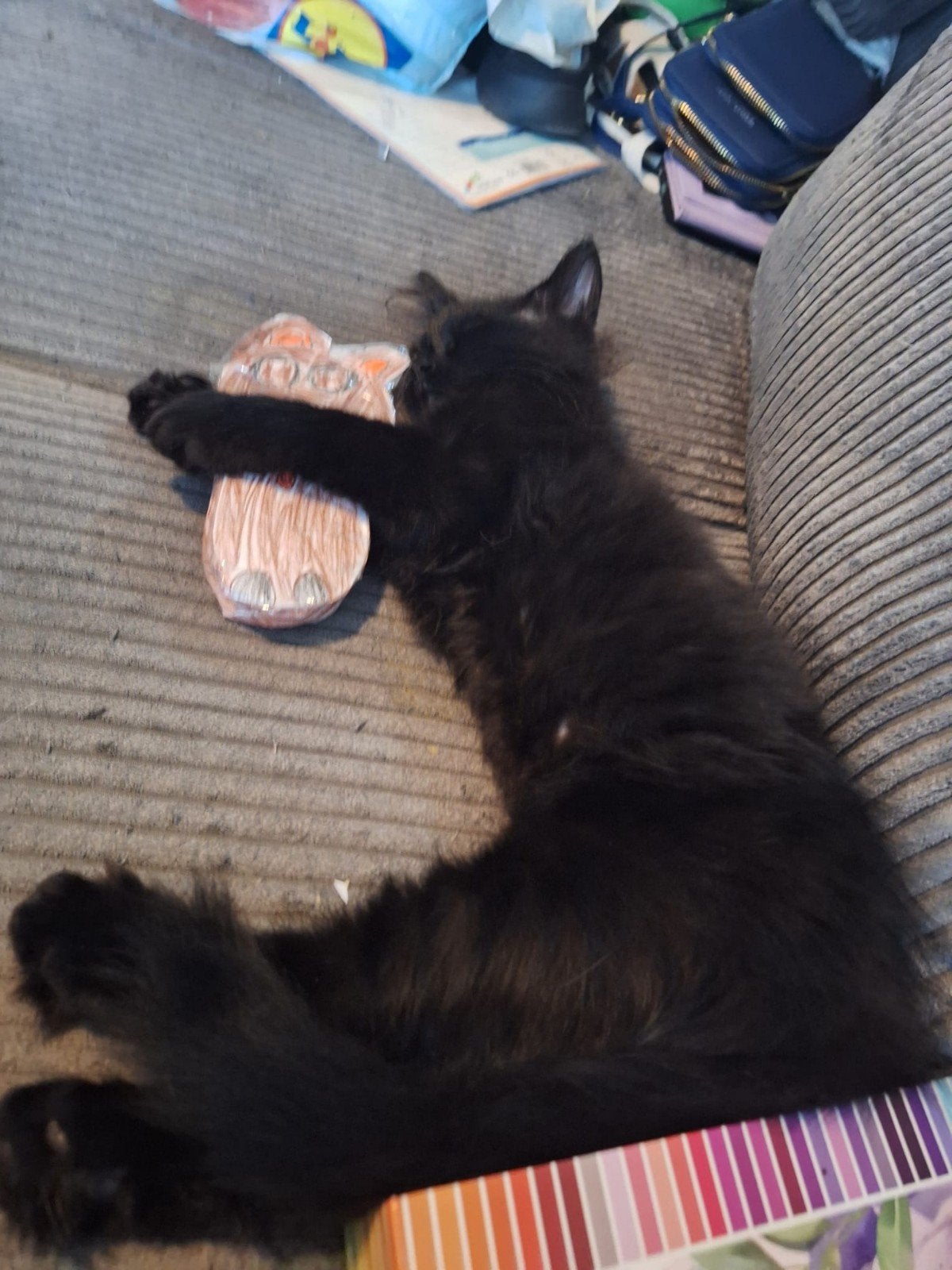 mooie maine coon kittens, Dieren en Toebehoren, Katten en Kittens | Overige Katten, Meerdere dieren, Langharig, 0 tot 2 jaar