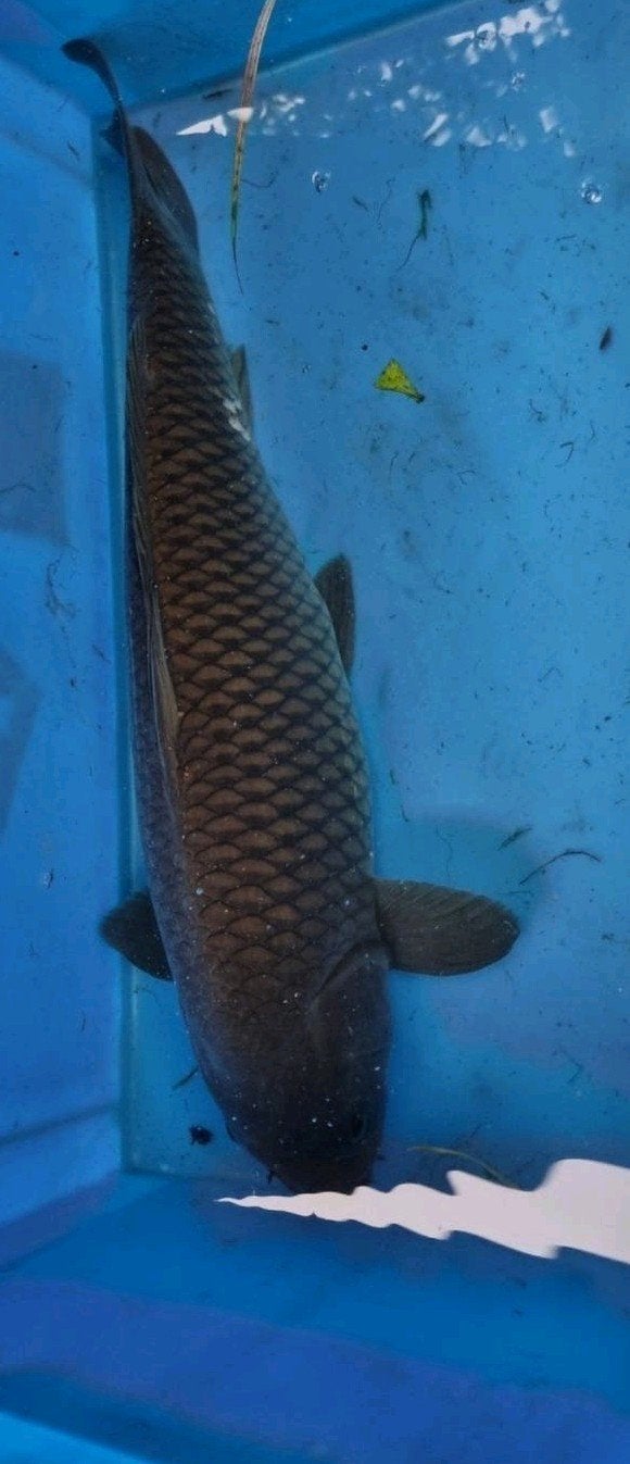 Chagoi Koi karpers, Dieren en Toebehoren