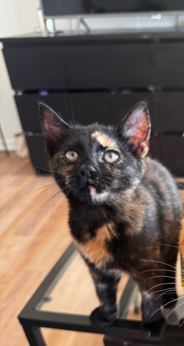 Cutest femaletortoiseshell kitten, Dieren en Toebehoren, Katten en Kittens | Overige Katten, Poes, 0 tot 2 jaar