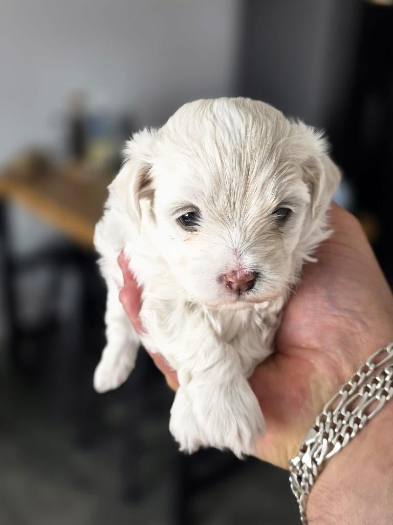 Malshi pups (Maltezer x Shih Tzu) – 2 beschikbaar, Maltezer, 8 tot 15 weken, Parvo, Meerdere