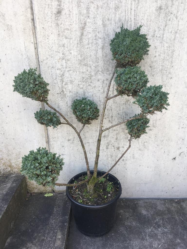 Vormboom Juniperus Squamata Meyeri tuin bonsai, Tuin en Terras, Ophalen, Overige soorten