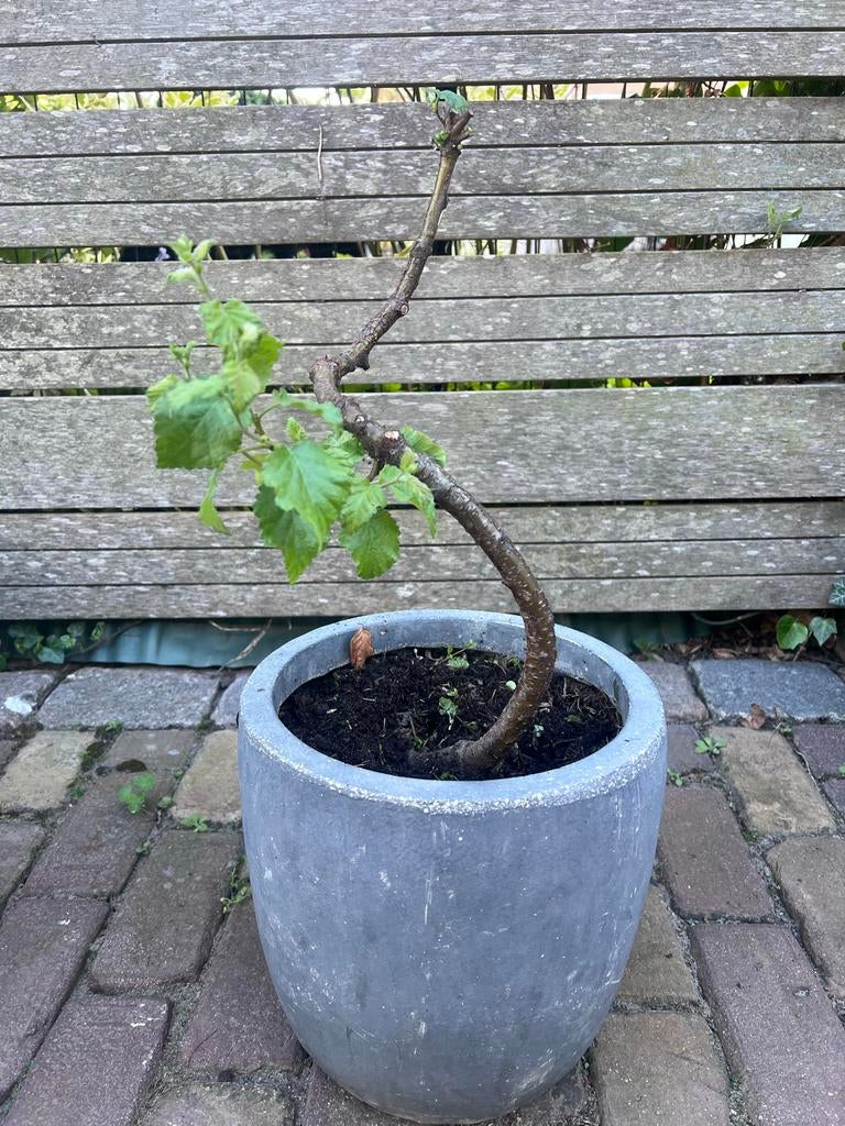Berk bonsai starter., Overige soorten, Volle zon, Vaste plant, Ophalen of Verzenden