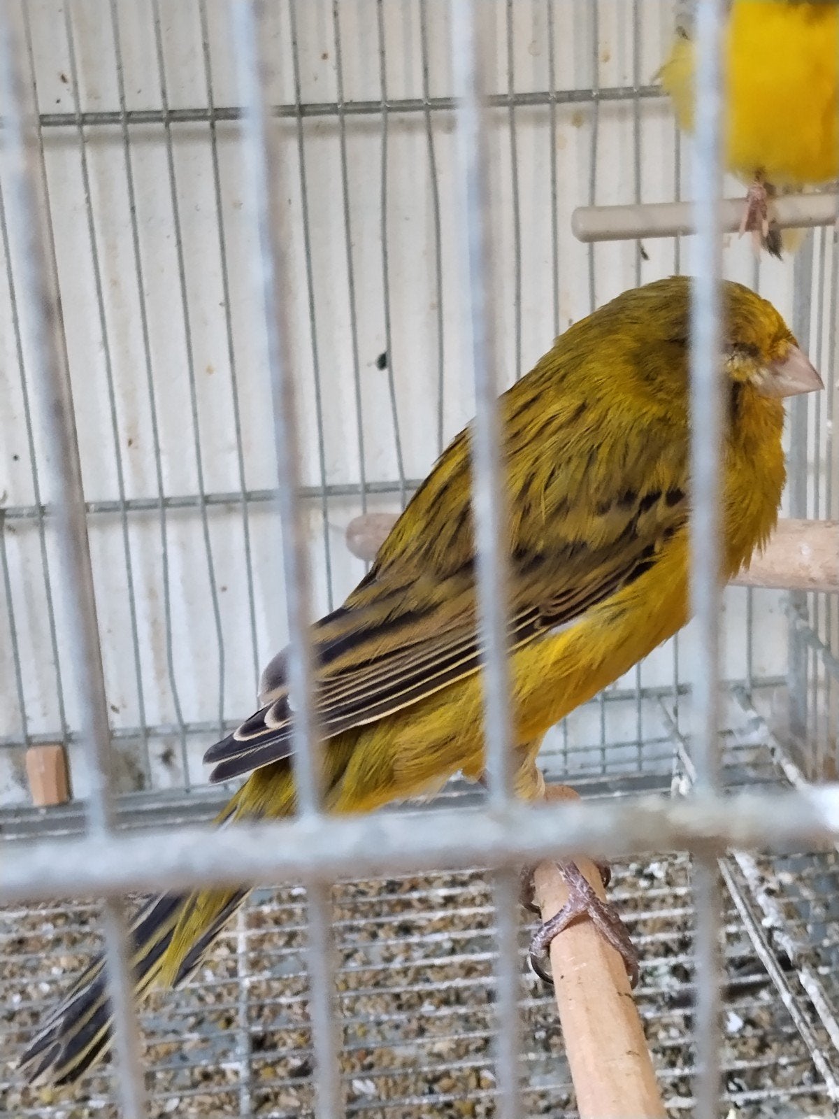 Yorkshire man, Dieren en Toebehoren, Vogels | Kanaries, Mannelijk, Postuurkanarie