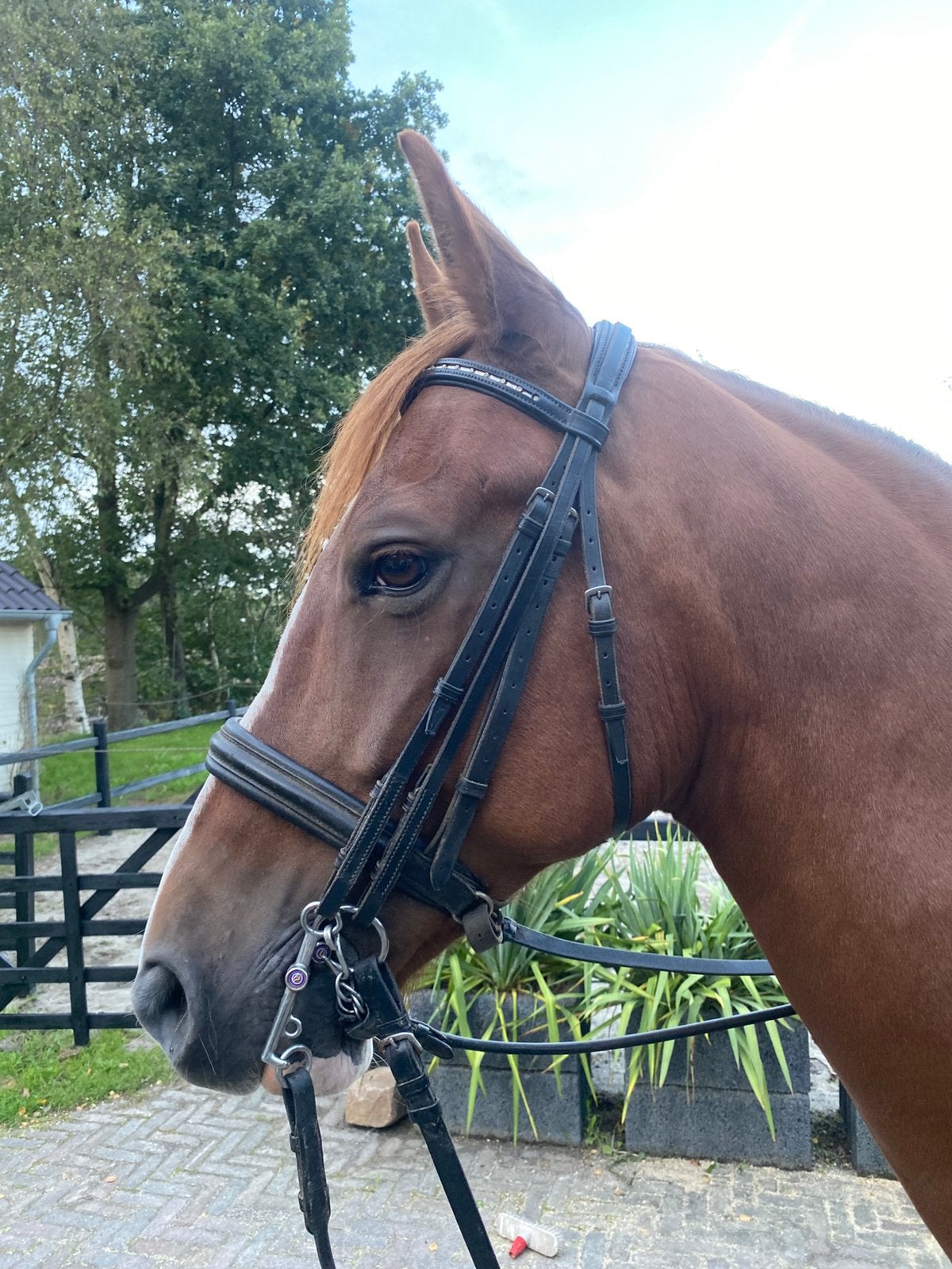 Ter overname Stang & Trens hoofdstel, Dieren en Toebehoren, Ophalen of Verzenden, Hoofdstel, Full