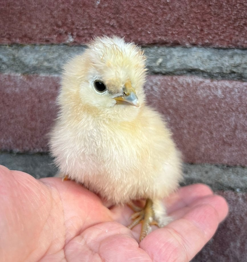 🐥 USA Zijdehoen | hen kuikens 🩷 | DNA gesekst 🧬, Dieren en Toebehoren, Vrouwelijk, Kip