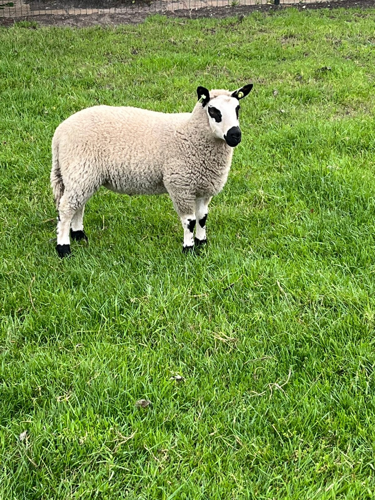 Kerry hill ram, Dieren en Toebehoren, Mannelijk, Schaap