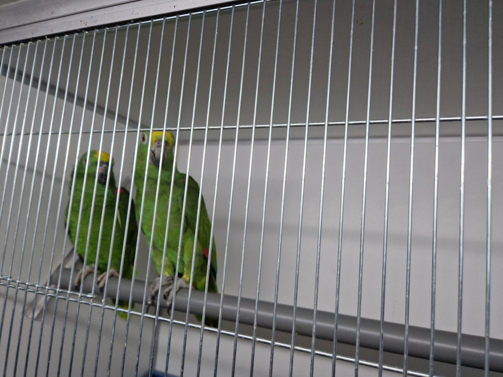 broedkoppel geelvoorhoofdamazones, Meerdere dieren, Parkiet