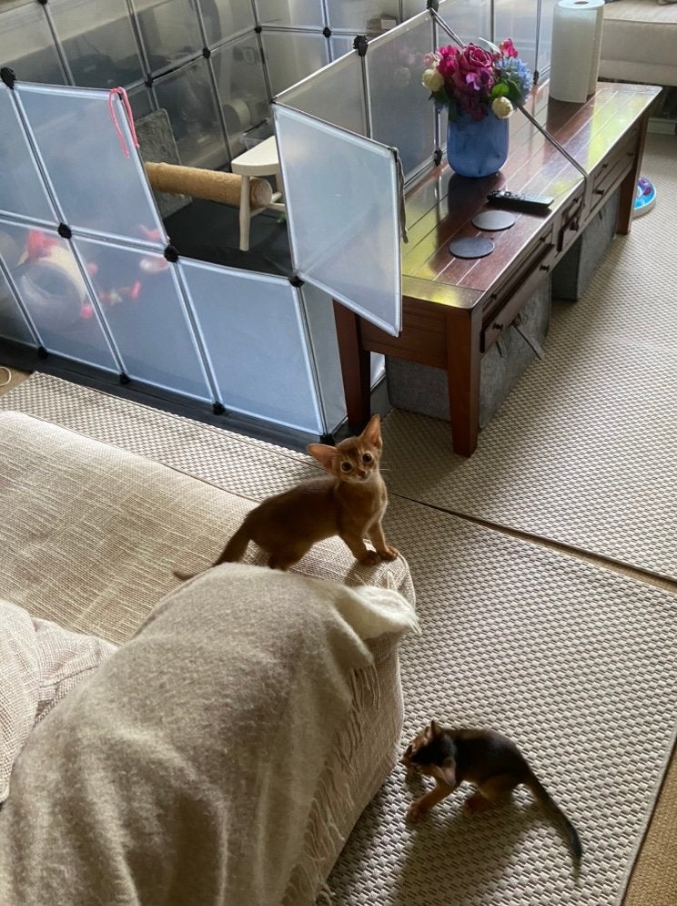 3 stuks Dierenren Songmics voor katten, puppy ect., Dieren en Toebehoren, Ophalen