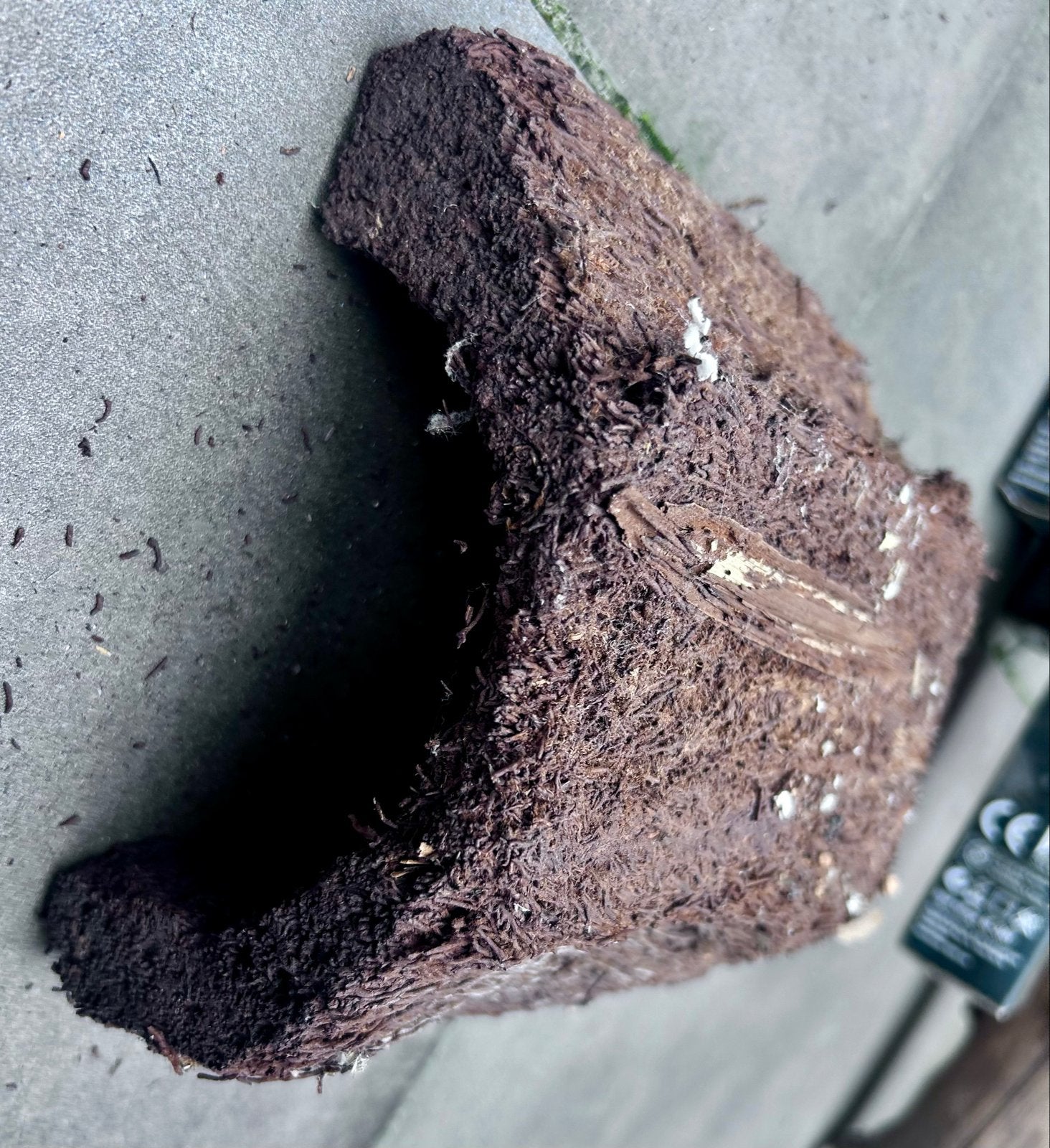 Boomvaren stam voor planten of decoratie NIEUW, Ophalen of Verzenden, Bloeit niet, Overige soorten, Volle zon