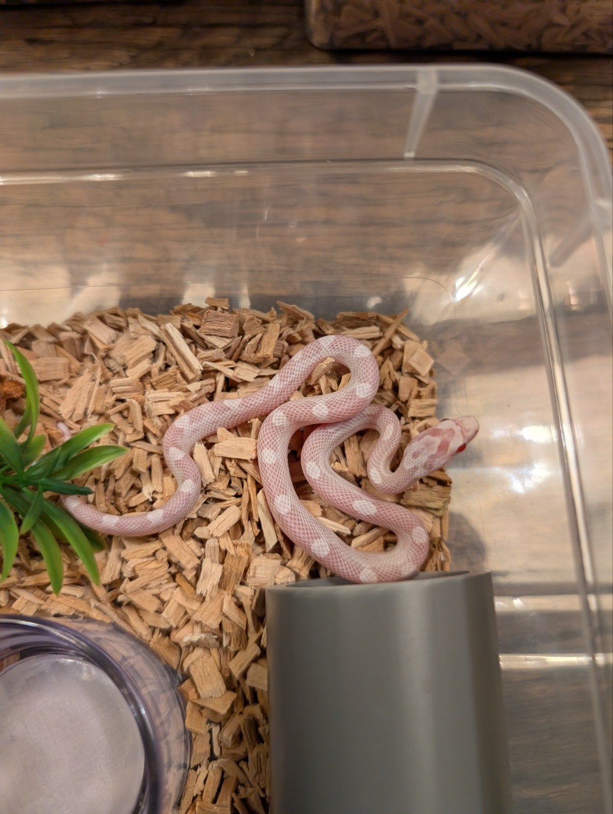 Super mooie korenslangen (genen bommetjes) Corn Snake photo 19