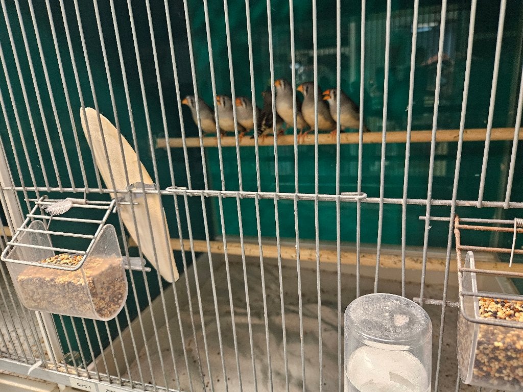 Taeniopygia castanotis Zebravink Wit Creme, Dieren en Toebehoren, Vogels | Overige Vogels, Meerdere dieren, Tropenvogel