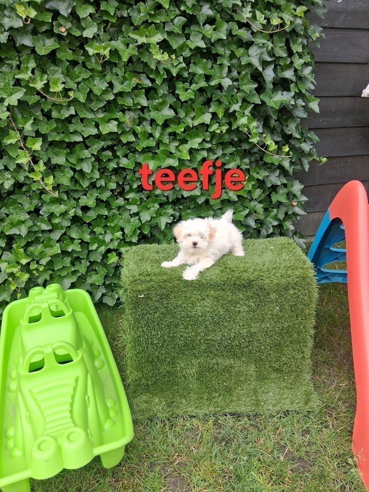 Te koop mooie kleinblijvende boomer pups, Dieren en Toebehoren, Honden | Chihuahua's en Gezelschapshonden, Parvo, Overige rassen