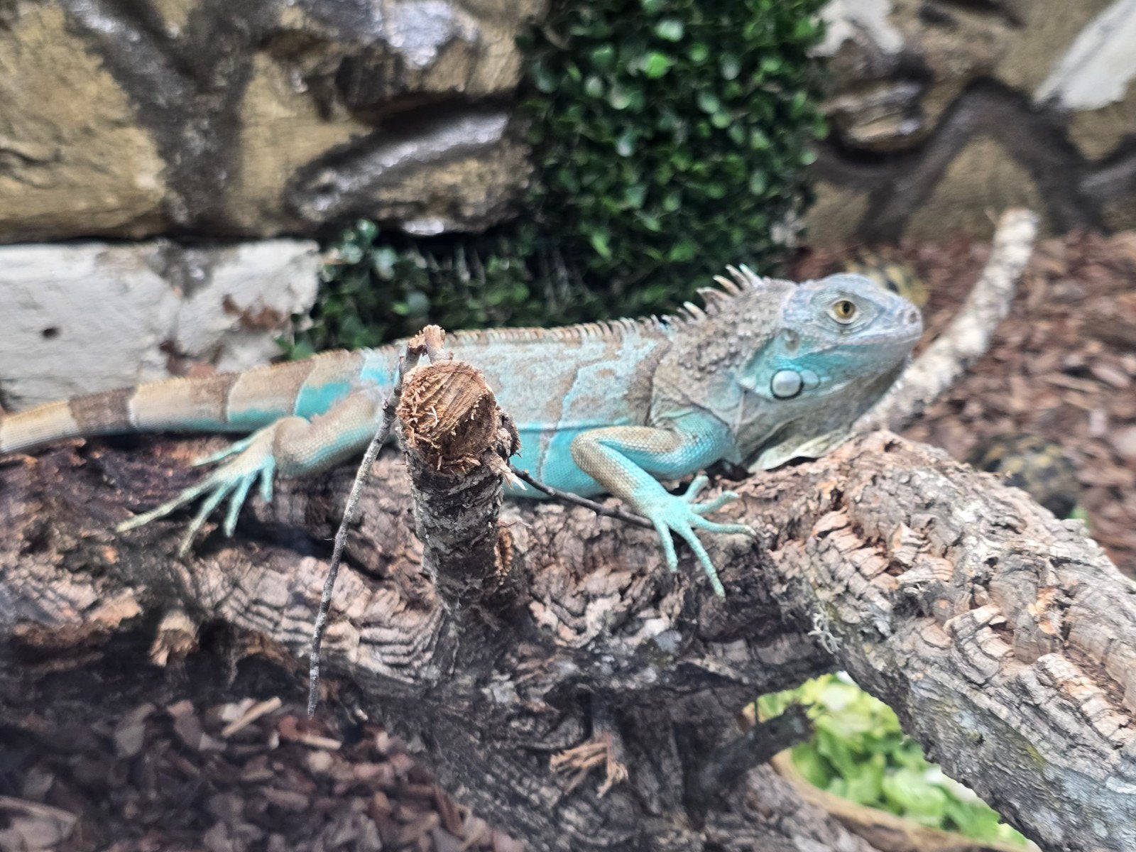 Prachtige nakweek leguanen (iguana Iguana); blauw,rood Axant, Meerdere dieren, Kip