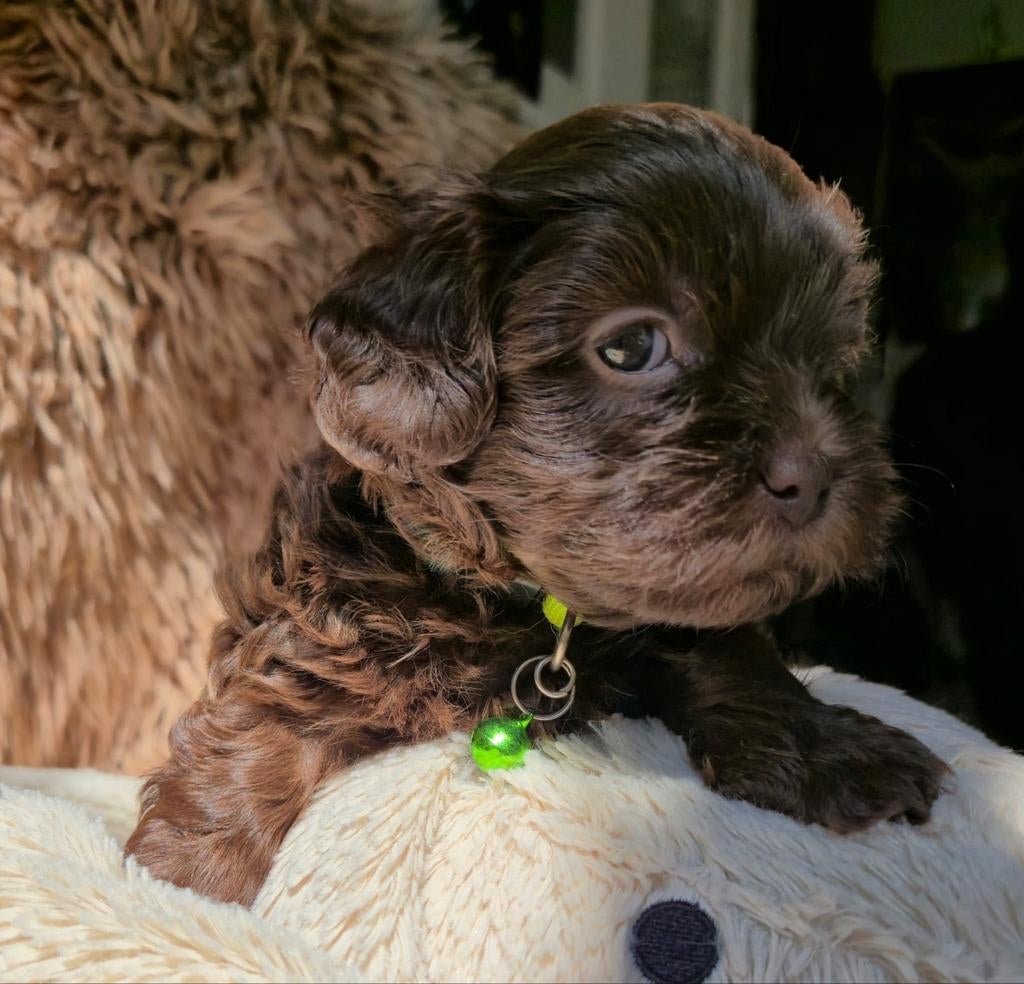 Klein blijvende mini 'Doodles'/ ShiPoo's- (FAWN)reutjes., Parvo, Overige rassen, 8 tot 15 weken, Meerdere