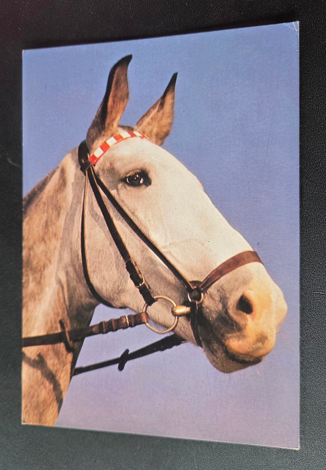 Paard met Hoofdstel, Verzenden, 1960 tot 1980, Gelopen, Paard