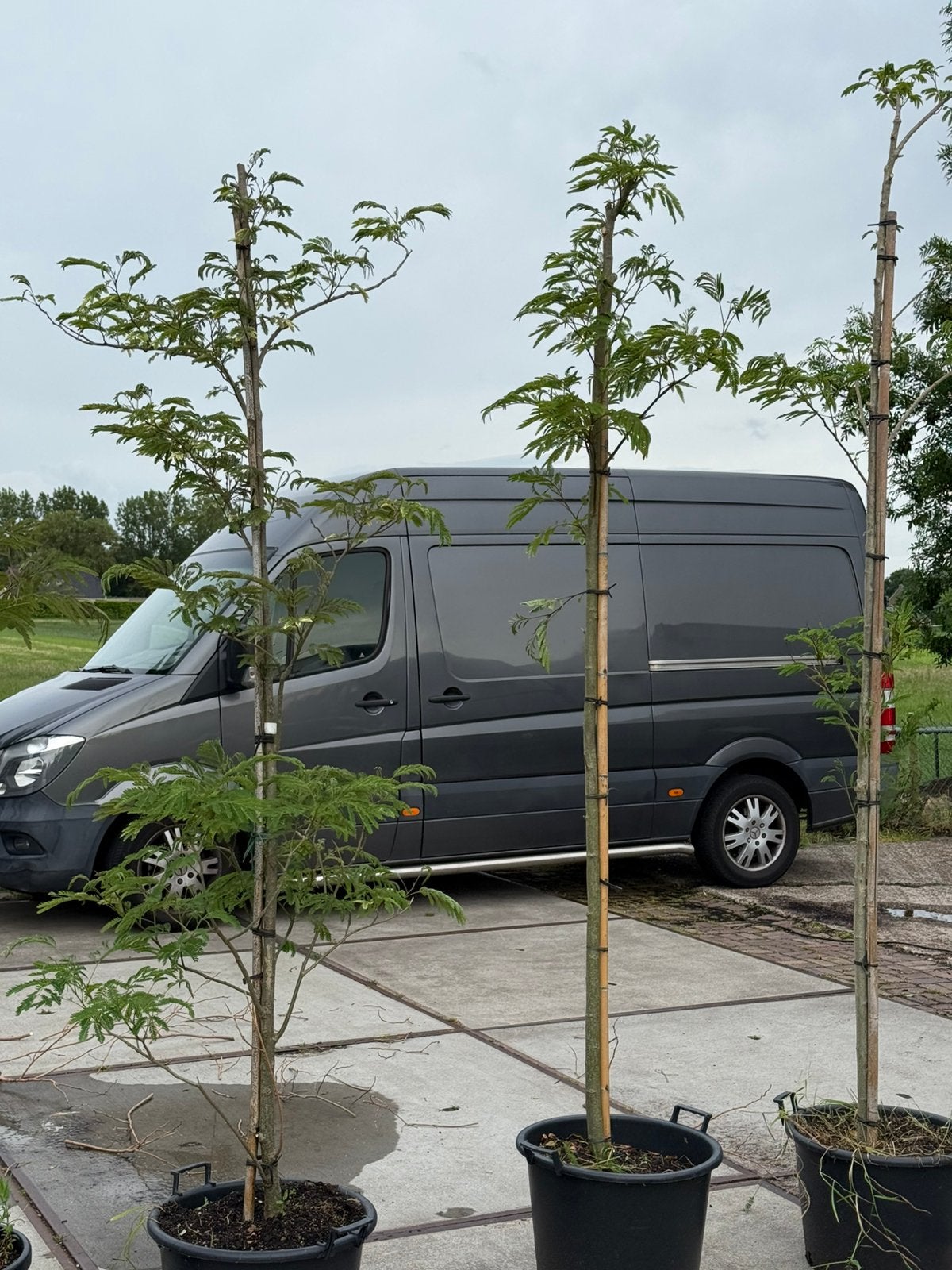 Deze albizia slaapbomen roze bloem pot gekweekt moet weg, Overige soorten, 250 tot 400 cm, Zomer, Ophalen