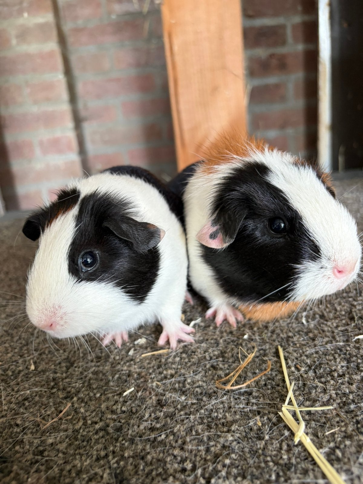 Cavia zeugjes, Dieren en Toebehoren, Cavia, Juni, Vrouwelijk, Tam