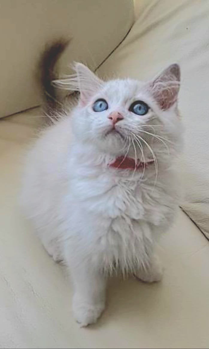 Prachtig Ragdoll kittens te koop, Meerdere dieren, Ontwormd, 0 tot 2 jaar