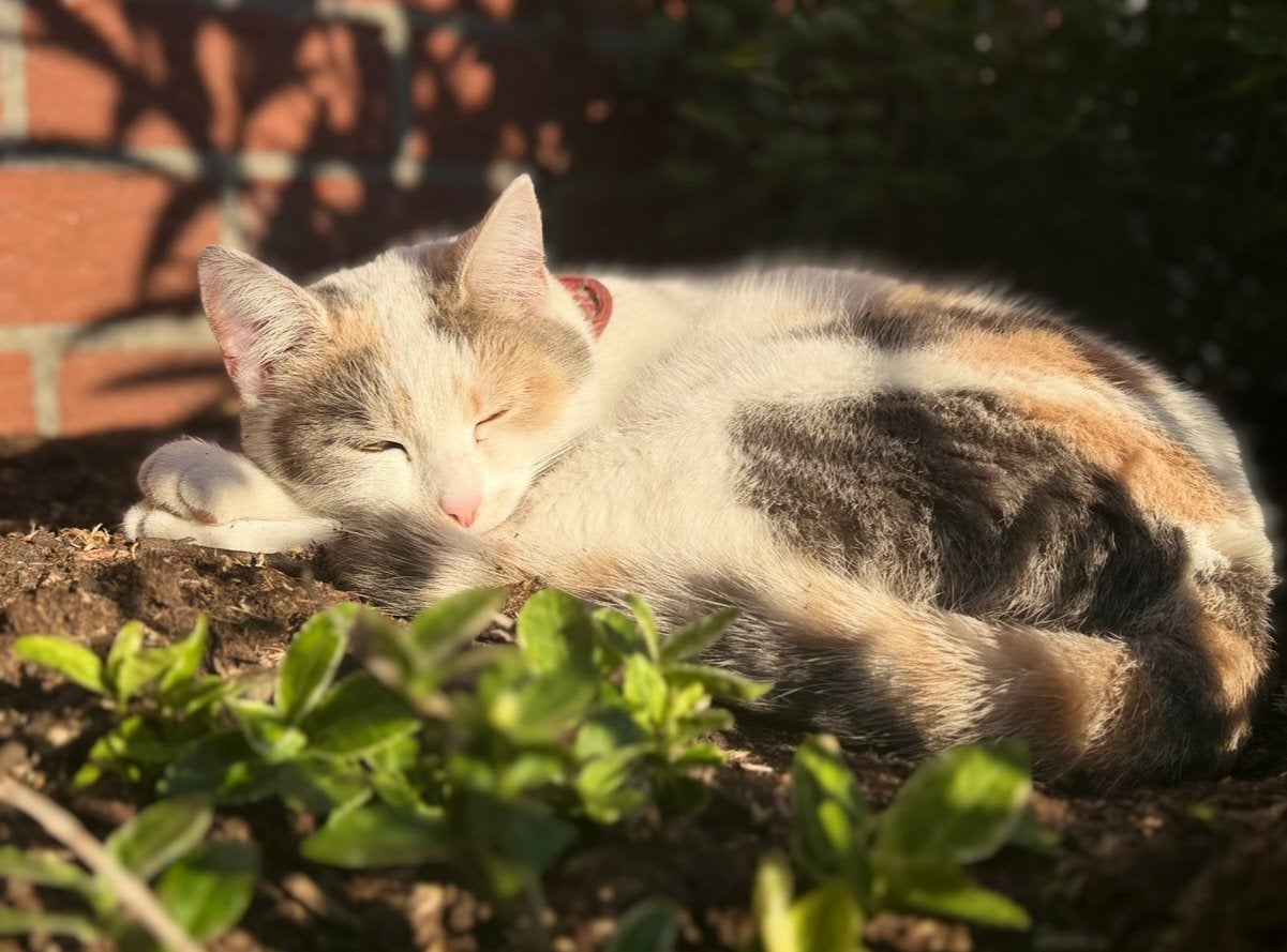 Onze lieve poes Pip heeft 3 prachige kittens gekregen ( 7-8), Dieren en Toebehoren, Meerdere dieren