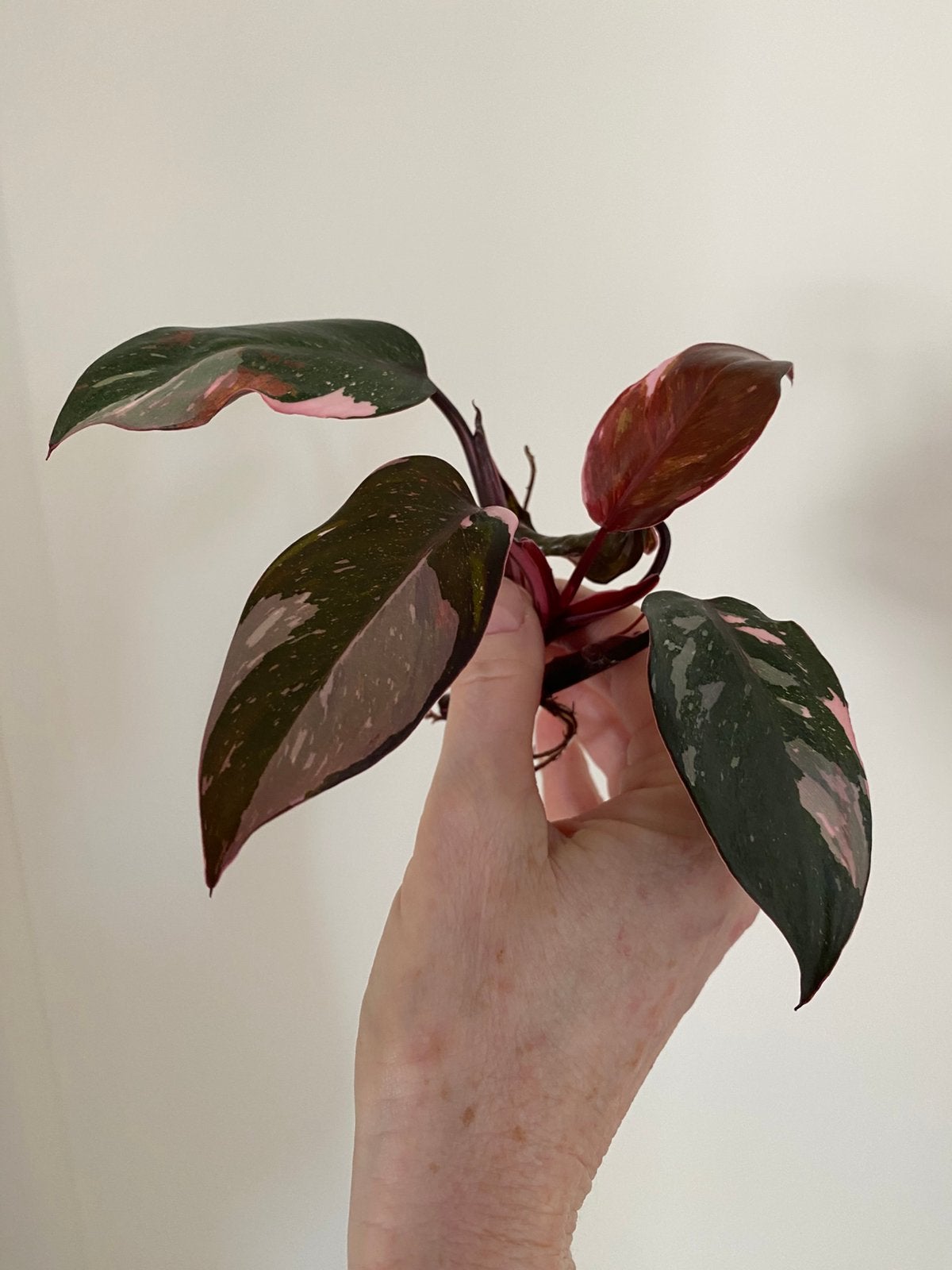 Philodendron Red Anderson gewortelde stek, Ophalen of Verzenden, Halfschaduw, Minder dan 100 cm