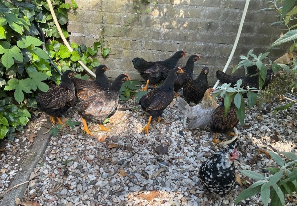 Barnevelder haan krieltjes raszuiver af te halen in Lunteren, Dieren en Toebehoren, Mannelijk, Kip